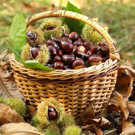 Il Pino Amiata *